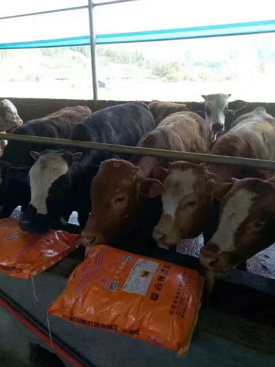 1、肉牛育肥預混料：英美牛飼料有效嗎？
